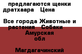 предлагаются щенки дратхаара › Цена ­ 20 000 - Все города Животные и растения » Собаки   . Амурская обл.,Магдагачинский р-н